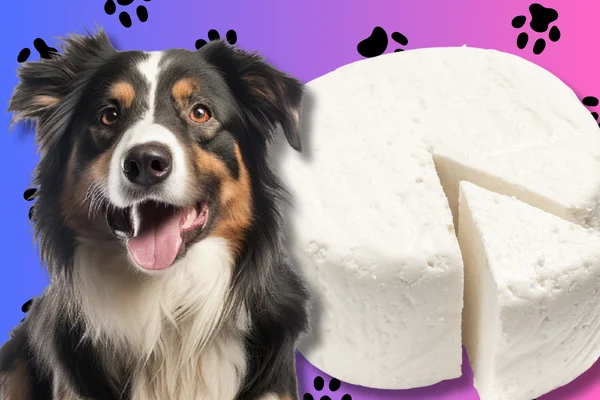 Can Dogs Eat Ricotta Cheese