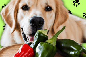 Healthy dog with a poblano pepper